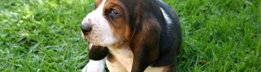Banner: Basset Puppy