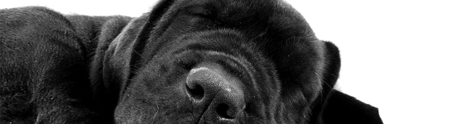 Banner: Black Dog