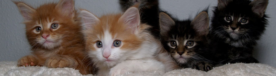 Banner: Five Kittens