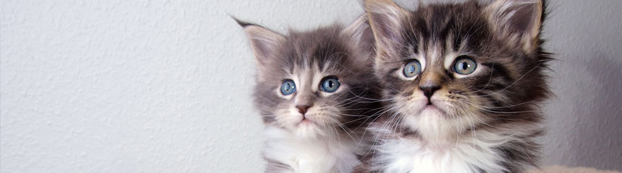 Banner: Two Kittens
