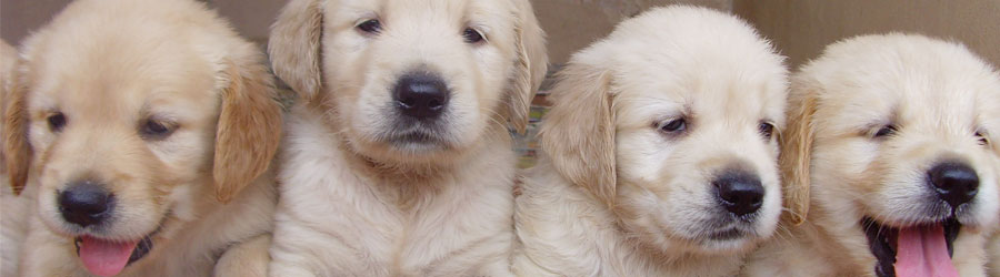 Banner: White Puppies